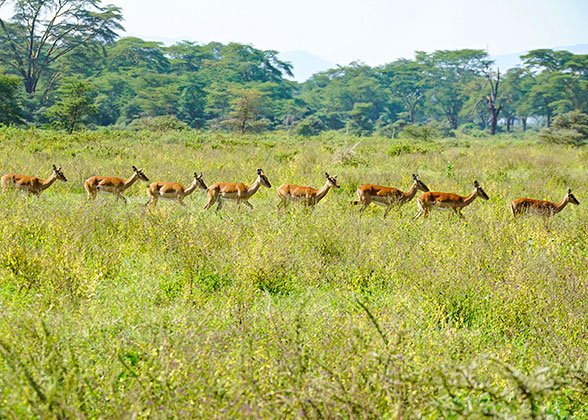 Antelopes in Masai Mara