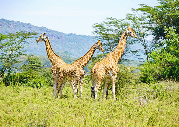 Visit the Giraffe Center