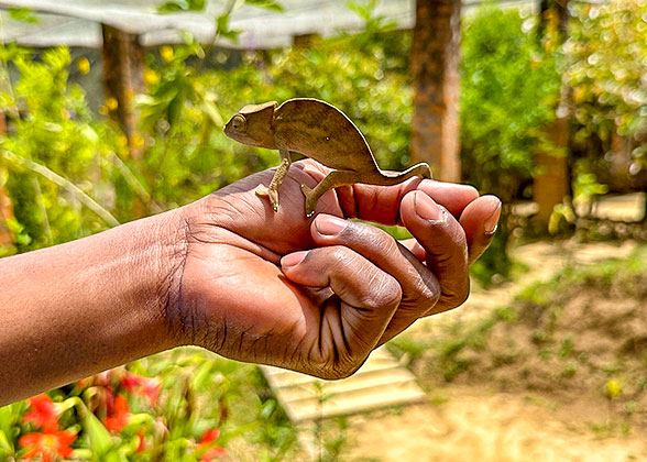 Reserve Peyrieras - Chameleon Farm