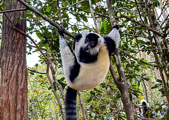 Ring-tailed Lemur