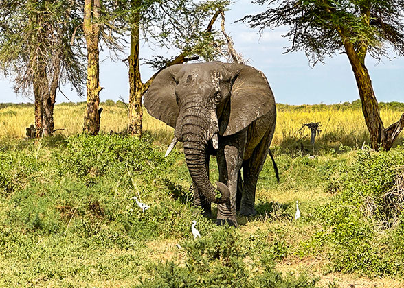 Elephant in Kenya