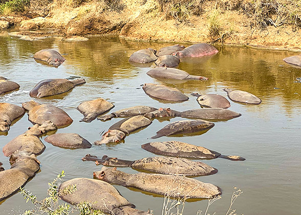 Spot the Hippos