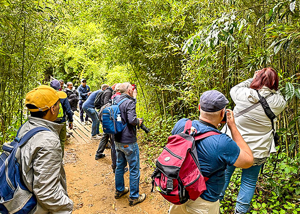 Spot Lemus in Analamazaotra National Park