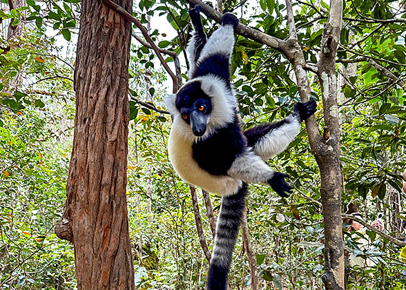 The Ring-tailed Lemur