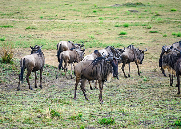 Wildebeests in Masai Mara