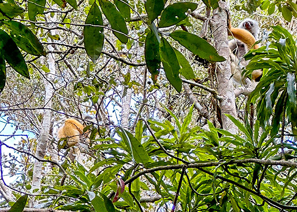 Lemurs at Zombitse-Vohibasia National Park